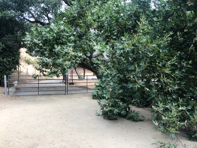 Weak branch on the Sycamore Tree at the emergency exit.